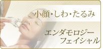 脂肪溶解　テクノシックス